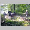 four horses pulling a log